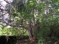 rco Cosentini-20110417 018